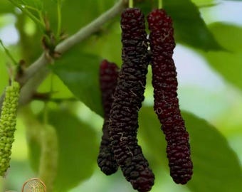 Long Mulberry Tree Sapling: Exotic Taiwan Macaque Fruit, Bare Root Plant