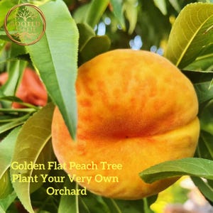 Puede incluir: Primer plano de un melocotón plano dorado en un árbol, rodeado de hojas verdes. El melocotón tiene un tono amarillo y naranja. El texto de la imagen dice: "Golden Flat Peach Tree Plant Your Very Own Orchard."