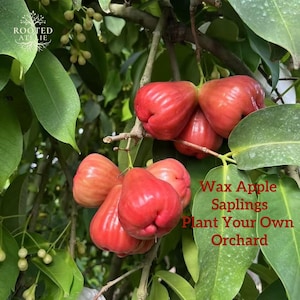 May include: A cluster of ripe, red wax apples hanging from a tree branch, surrounded by green leaves. The image includes the text "Wax Apple Saplings Plant Your Own Orchard" and the logo "Rooted Atelier".
