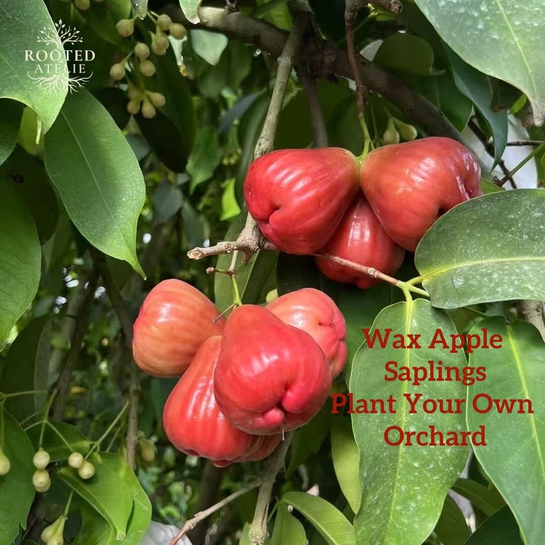 Sampling Apple Tree Wax Apple Tree Sapling – Rare Exotic Edible Java Bell Fruit Plant - Etsy