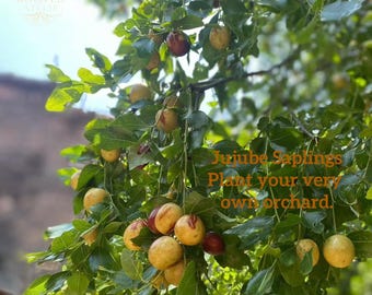 Live Jujube Tree – Sweet Edible Fruit Sapling, Potted Plant