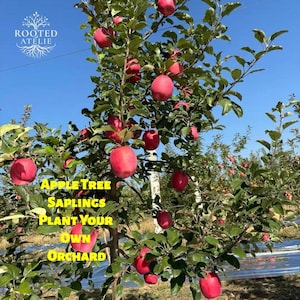 May include: An apple tree laden with ripe, red apples against a clear blue sky. The tree's green leaves contrast with the vibrant fruit. Text on the image reads: "APPLE TREE SAPLINGS PLANT YOUR OWN ORCHARD."