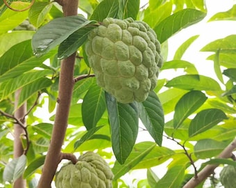 Grafted Big Na Sugar Apple Tree Large Sweet Tropical Fruit Plant