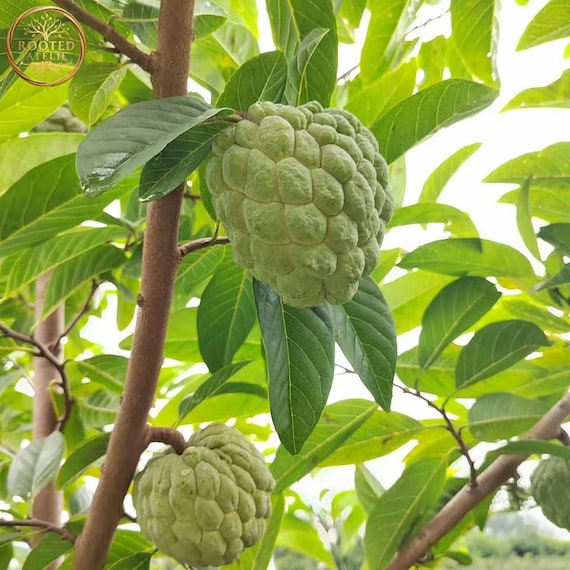Grafted Big Na Sugar Apple Tree Large Sweet Tropical Fruit Plant