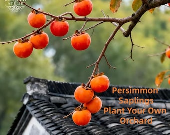 Fuyu Persimmon Tree Grafted, Sweet, Seedless Non Astringent Fruit Sapling