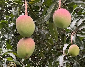 Red Mango Tree Sapling: Sweet Tropical Fruit Plant, Bare Root Exotic Variety