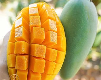 Baise Mango Tree Sapling: Sweet Juicy Tropical Fruit (Bare Root)