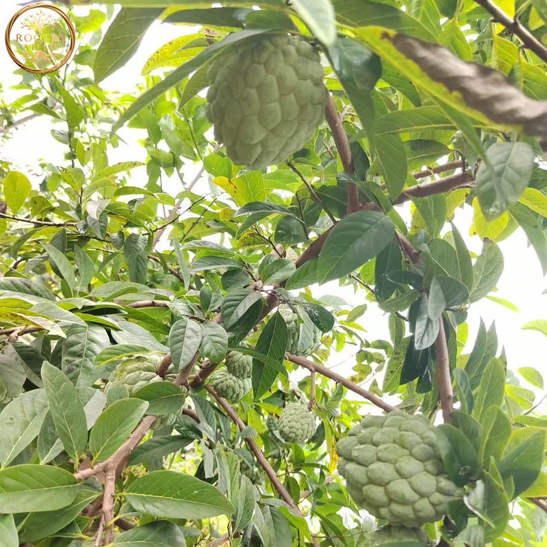 May include: A close-up shot of a tree laden with green, textured custard apples. The fruits are surrounded by lush green leaves and branches. The image is taken from a low angle, looking up towards the sky.