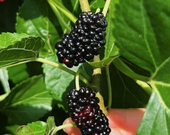 Black Pearl Mulberry Tree Sapling: Sweet Plump Berries, Fast Growing Fruit Bush