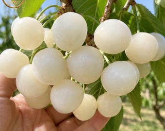 Rare White Rainier Cherry Bare-root saplings Sweet  Live Plant Grafted Cherry Sapling