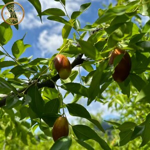 May include: Close-up of a tree branch with several brown and green jujube fruits. The fruits are oval-shaped and hang among vibrant green leaves. The background shows a bright blue sky with some clouds. The image has a natural, organic feel.