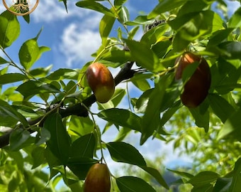 Horse Tooth Jujube Seedlings Heirloom Crunchy Date Bare Root Fruit Tree