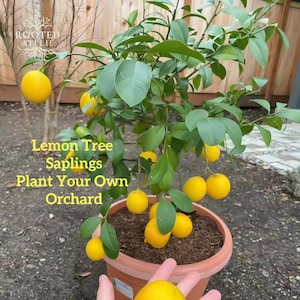 May include: A potted lemon tree sapling with bright yellow lemons and green leaves. The tree is in a terracotta pot. Text on the image reads "Lemon Tree Saplings Plant Your Own Orchard."