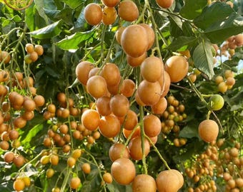 Sweet Wampee Tree Seedlings Clausena lansium Rare Citrus Relative Live Tropical Fruit Plant