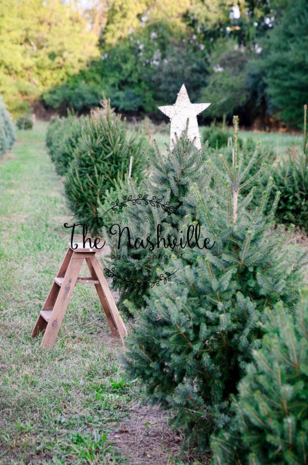 Holiday Set up Christmas Tree Farm Digital Background Download Only Etsy