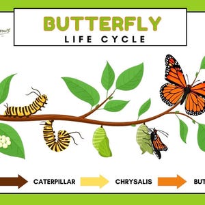 Peut inclure: Affiche éducative illustrant le cycle de vie du papillon. Les étapes incluent l'œuf, la chenille, la chrysalide et le papillon, représentées sur une branche avec des feuilles vertes. Le papillon est orange et noir. Le texte en haut indique "BUTTERFLY LIFE CYCLE".