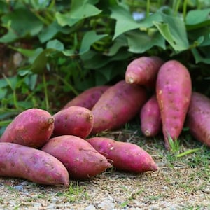 May include: A collection of freshly harvested sweet potatoes, featuring a vibrant purple skin and a slightly elongated shape. The sweet potatoes are scattered on the ground, partially covered by green leaves, suggesting a recent harvest.