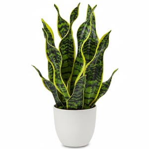 Artificial Snake Plant Potted Faux Sansevieria White Pot Home Office Indoor Decor Gift