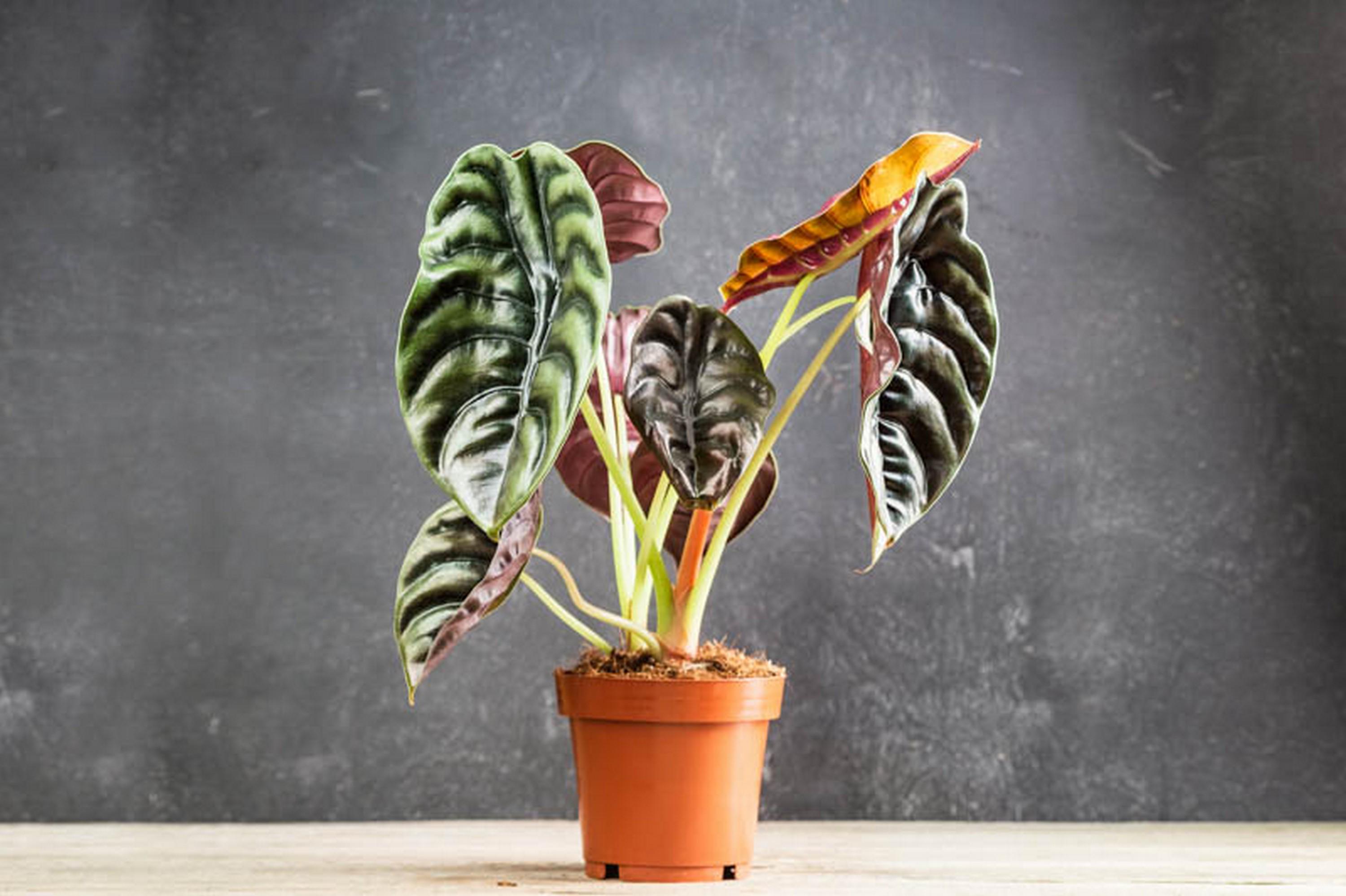 Alocasia cuprea - Etsy 日本