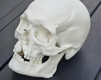 Replica life-size skull from the 1361 Battle of Visby