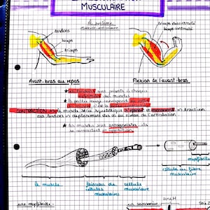 Puede incluir: Diagrama escrito a mano sobre papel cuadriculado que ilustra la contracción muscular. El título "LA CONTRACTION MUSCULAIRE" está en la parte superior. Los diagramas muestran los músculos bíceps y tríceps, las fibras musculares y los sarcómeros. Texto y etiquetas en francés.