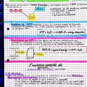 May include: A handwritten biology lesson on graph paper, detailing ATP production and glucose oxidation. The notes are in French, with diagrams and chemical formulas, using various colored pens for emphasis.
