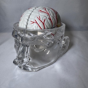May include: A clear glass sculpture shaped like a human head, featuring a hollow top section that holds a detailed anatomical model of a human brain. The brain model is off-white with prominent red veins etched across the surface of the lobes.