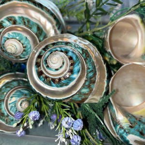 May include: A collection of polished spiral seashells featuring iridescent cream and white surfaces with vibrant turquoise and brown patterned accents, arranged alongside small sprigs of green foliage and tiny purple flowers.