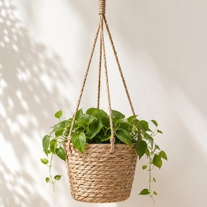 May include: A hanging planter made of thick, braided natural tan rope, featuring a cylindrical basket shape. A lush, vibrant green pothos plant with heart-shaped leaves grows from the basket, which is suspended by three matching rope cords.