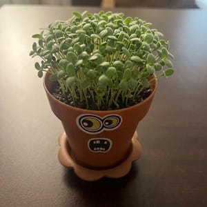 DIY Pflanzen Buddy Kit | Kinderzimmer Basteln + Aufkleber | Spaß STEM Gartenarbeit Aktivität