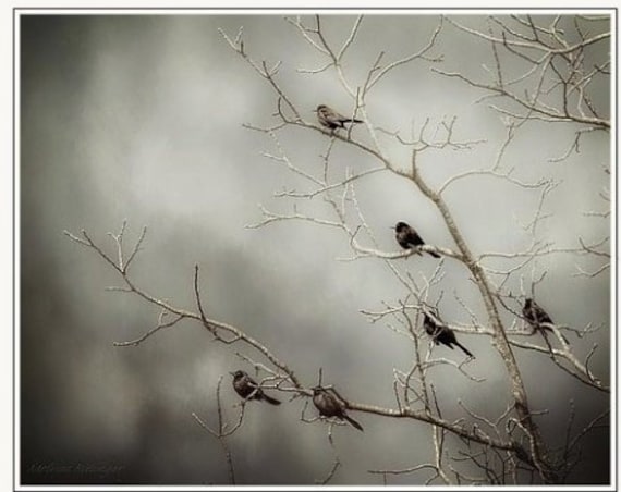 Birds On Branches
