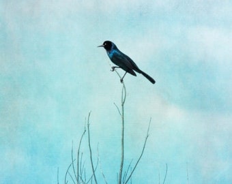 Blackbird Blue Sky, Boat Tailed Grackle, Bird Fine Art Photography Giclee Print or Canvas