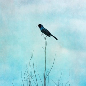 Blackbird Blue Sky, Boat Tailed Grackle, Bird Fine Art Photography Giclee Print or Canvas