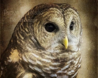 Barred Owl  Rustic Woodland Nature Bird of Prey Hoot Owl Wildlife Photography Print or Canvas