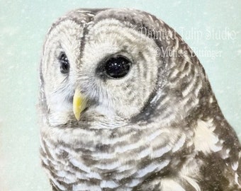 Winter Snowfall Owl Bird of Prey, Barred Owl Hoot Owl Wildlife Photography Fine Art Print or Canvas