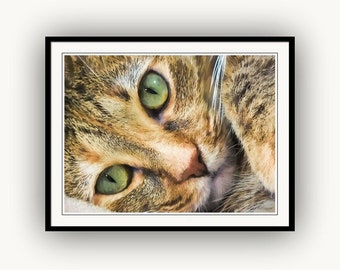 Green Eyed Tabby Cat Portrait Closeup, Cat Lover's Gifts ,  Fine Art Print or Giclee Gallery Wrap Canvas