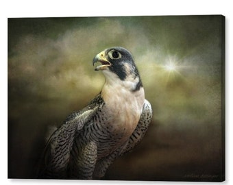 Peregrine Falcon Portrait Wildlife Nature Fine Art Photography Giclee Print or Canvas