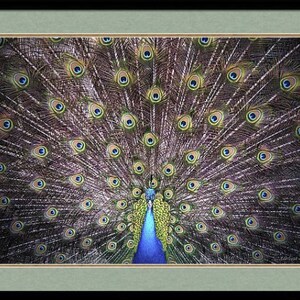 Peacock Bird Green Blue Wall Decor Print Fine Art Photography Giclee Print or Canvas image 4