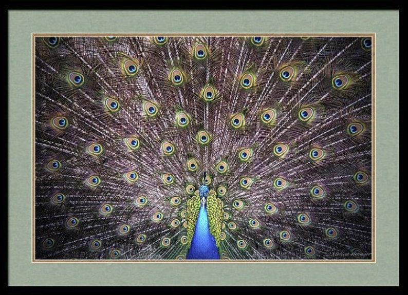Peacock Bird Green Blue Wall Decor Print Fine Art Photography Giclee Print or Canvas image 4