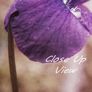 Puede incluir: Vista de cerca de un p&eacute;talo de flor morado con una superficie texturizada y un tallo marr&oacute;n claro.