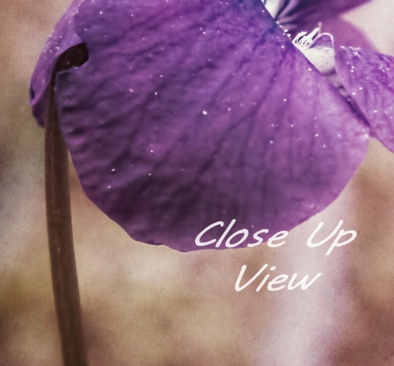 Puede incluir: Vista de cerca de un p&eacute;talo de flor morado con una superficie texturizada y un tallo marr&oacute;n claro.