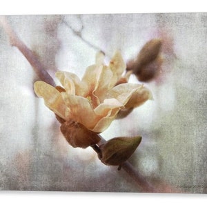 Elizabeth Magnolia Bloom Flower Floral Fine Art Photography Giclee Print or Canvas