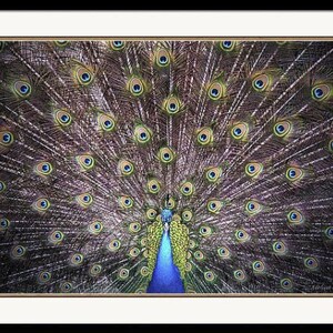 Peacock Bird Green Blue Wall Decor Print Fine Art Photography Giclee Print or Canvas image 5