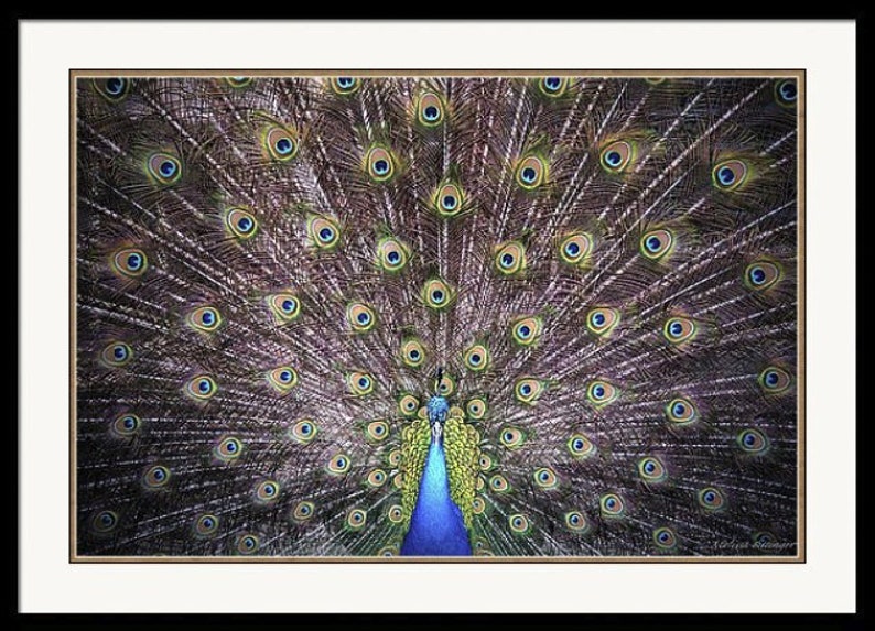 Peacock Bird Green Blue Wall Decor Print Fine Art Photography Giclee Print or Canvas image 5