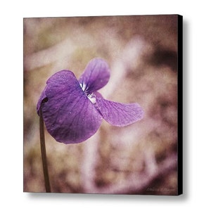Puede incluir: Una sola flor morada con un fondo borroso. La flor tiene una apariencia delicada, casi transl&uacute;cida, con una textura suave y aterciopelada.
