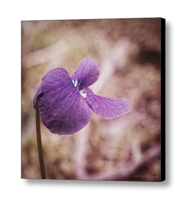 Puede incluir: Una sola flor morada con un fondo borroso. La flor tiene una apariencia delicada, casi transl&uacute;cida, con una textura suave y aterciopelada.