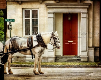 Charleston South Carolina Carriage Horse East Bay St Architecture Red Door Fine Art Photo Print or Gallery Wrap Canvas