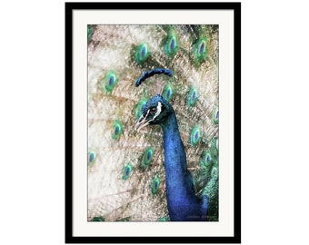 Peacock Wall Art Decor, Blue Green Cream Romantic Dreamy Peacock Fine Art Photography Giclee Print or Canvas