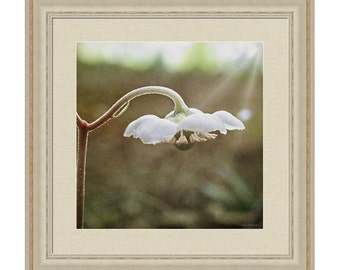 White Flower Photography Print or Canvas, Nature Woodland Wintergreen Wild Flower, White Flower Wall Art Decor, Bedroom, Bathroom Art Decor