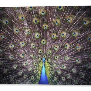 Peacock Bird Green Blue Wall Decor Print Fine Art Photography Giclee Print or Canvas image 1